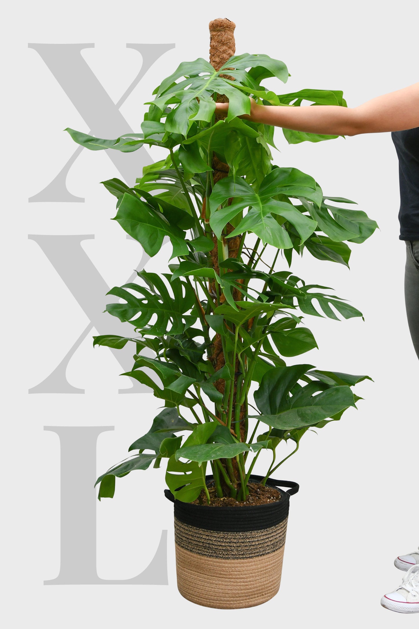 Echte XXL Monstera am Stab 150cm