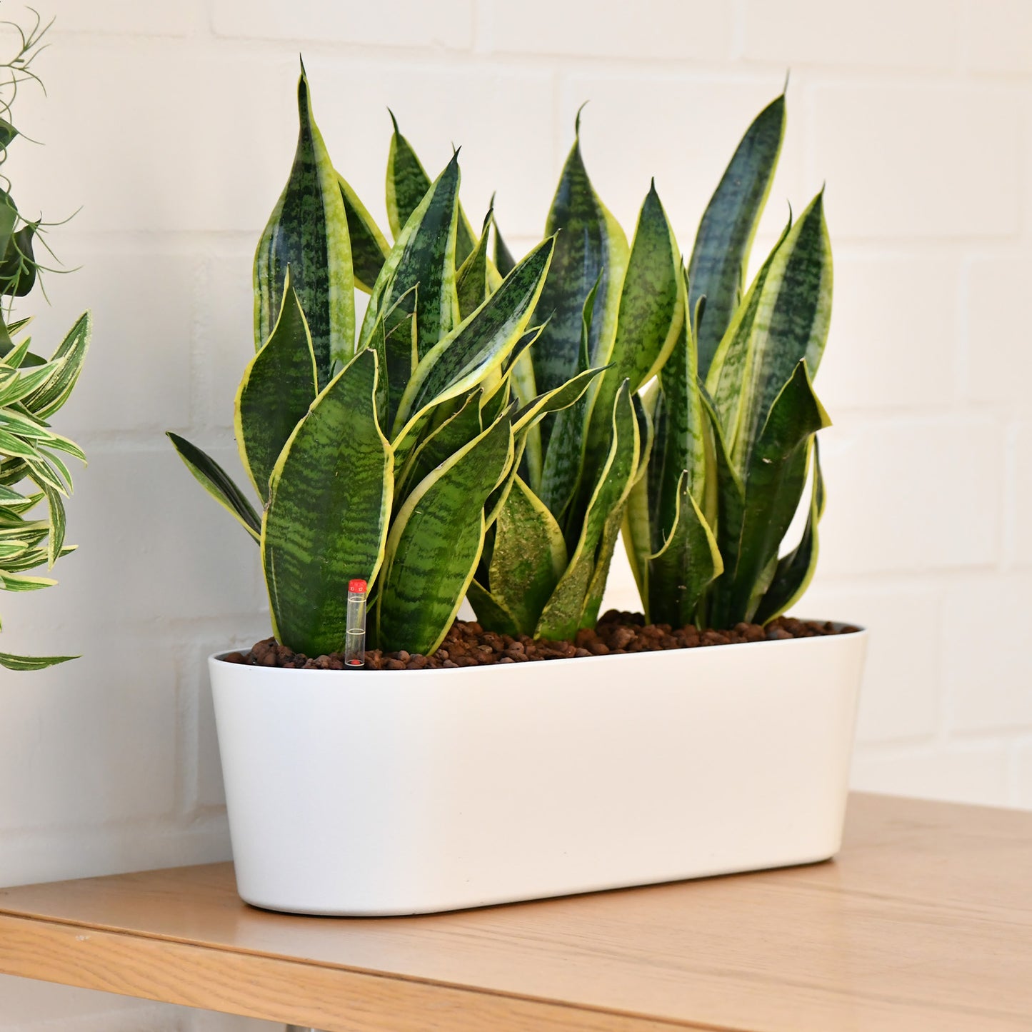 HYDROKULTUR BÜROPFLANZEN SET: Sideboard mit Sansevieria