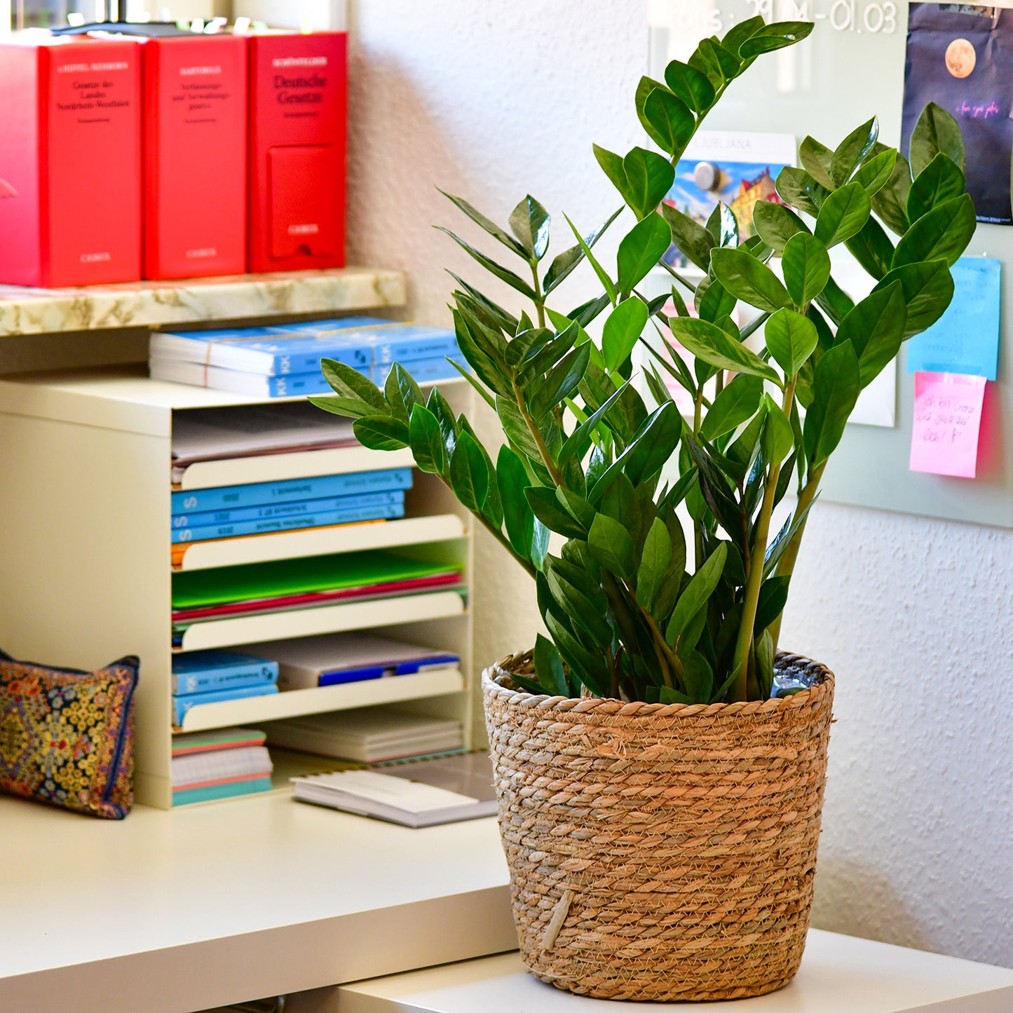 Mix & Match 4er Box Einsteiger Pflanzen