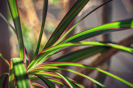 Dracaena - Drachenbaum Pflege