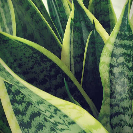 Bogenhanf - Sansevieria Pflegeinformationen