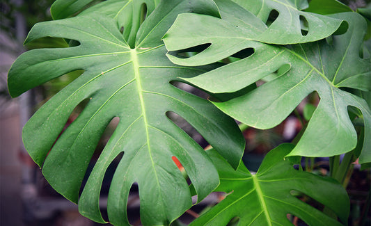 Monstera - Fensterblatt