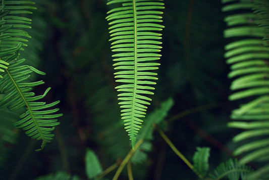 Nephrolepis - Schwertfarn