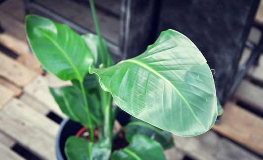 Strelitzia - Paradiesvogelblume