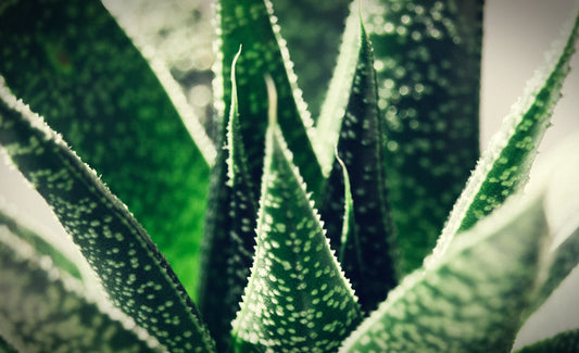 Aloe - Aloevera