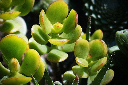 Crassula - Dickblatt