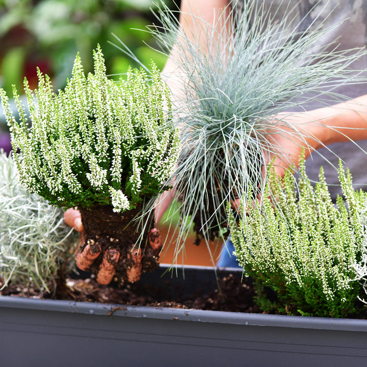Herbst-Bepflanzung für den Balkon – Green Me Up