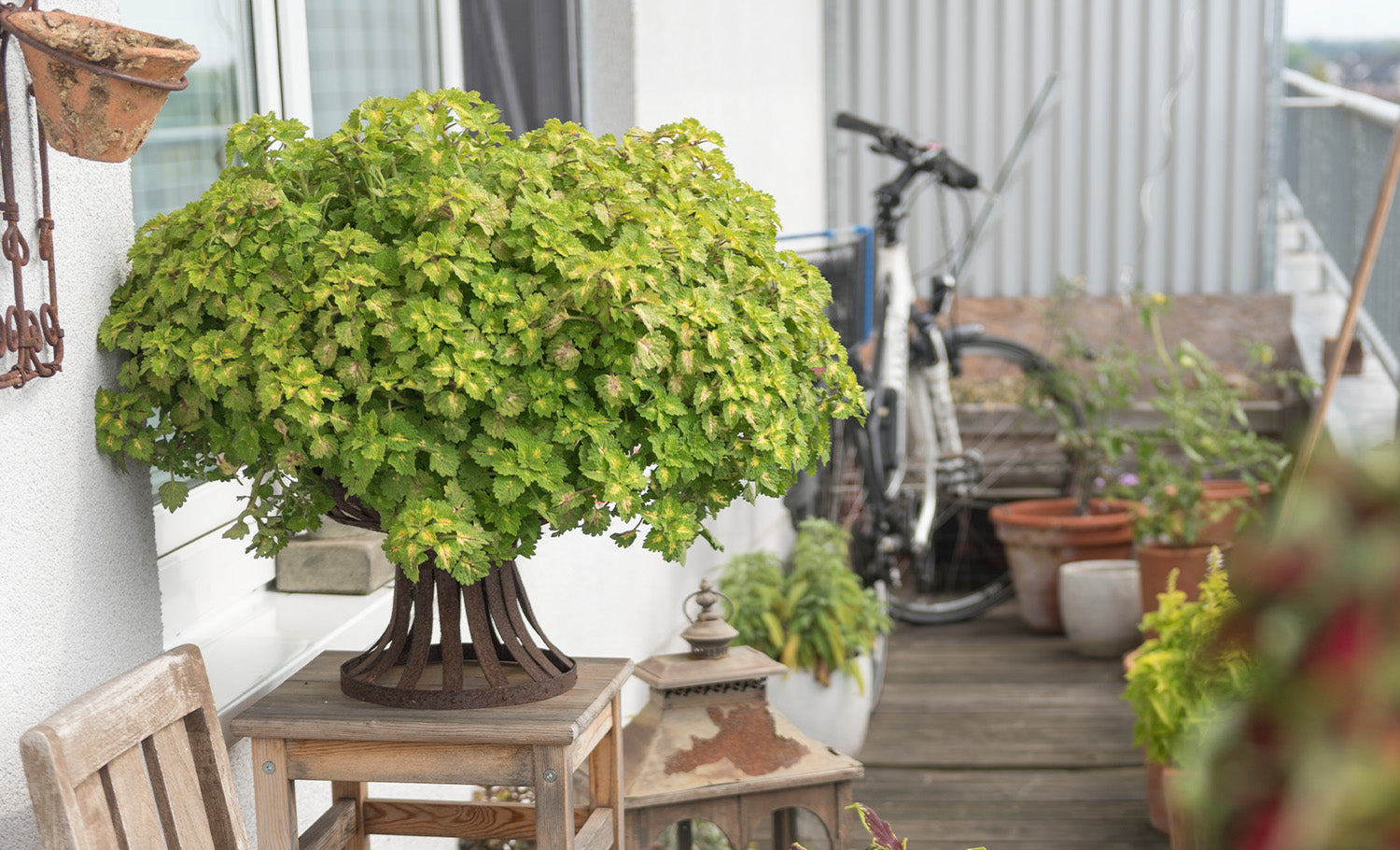 Perfekte Nordbalkon Pflanzen Green Me Up GmbH