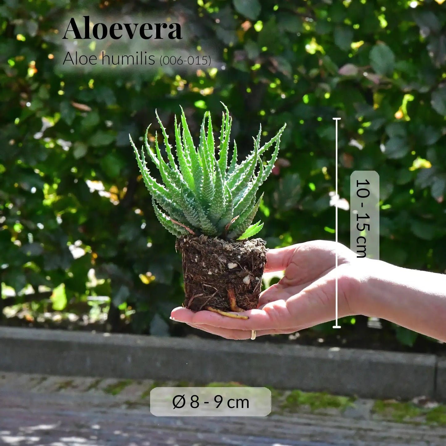 Babypflanze Aloe Humilis