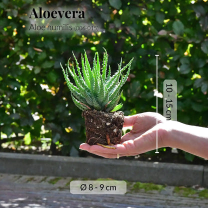 Babypflanze Aloe Humilis