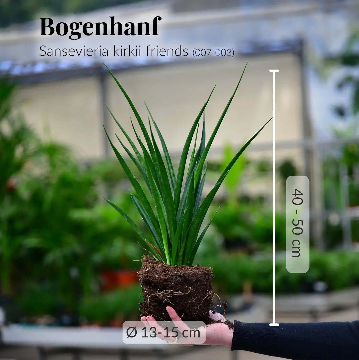 sansevieria kirkii friends Sansevieria kirkii kaufen – Green Me Up