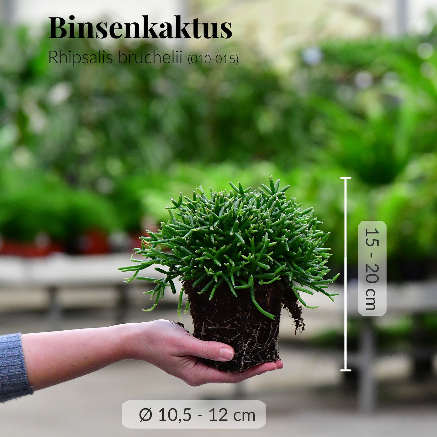 Mix & Match 3er Box Ungiftige Hängpflanzen