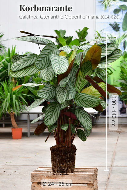 Echte XXL Calathea Oppenheimiana, 140cm