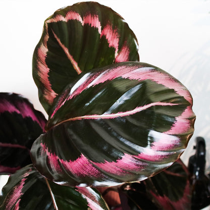 Calathea Dottie Rose