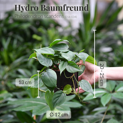 Hydro hängender Philodendron