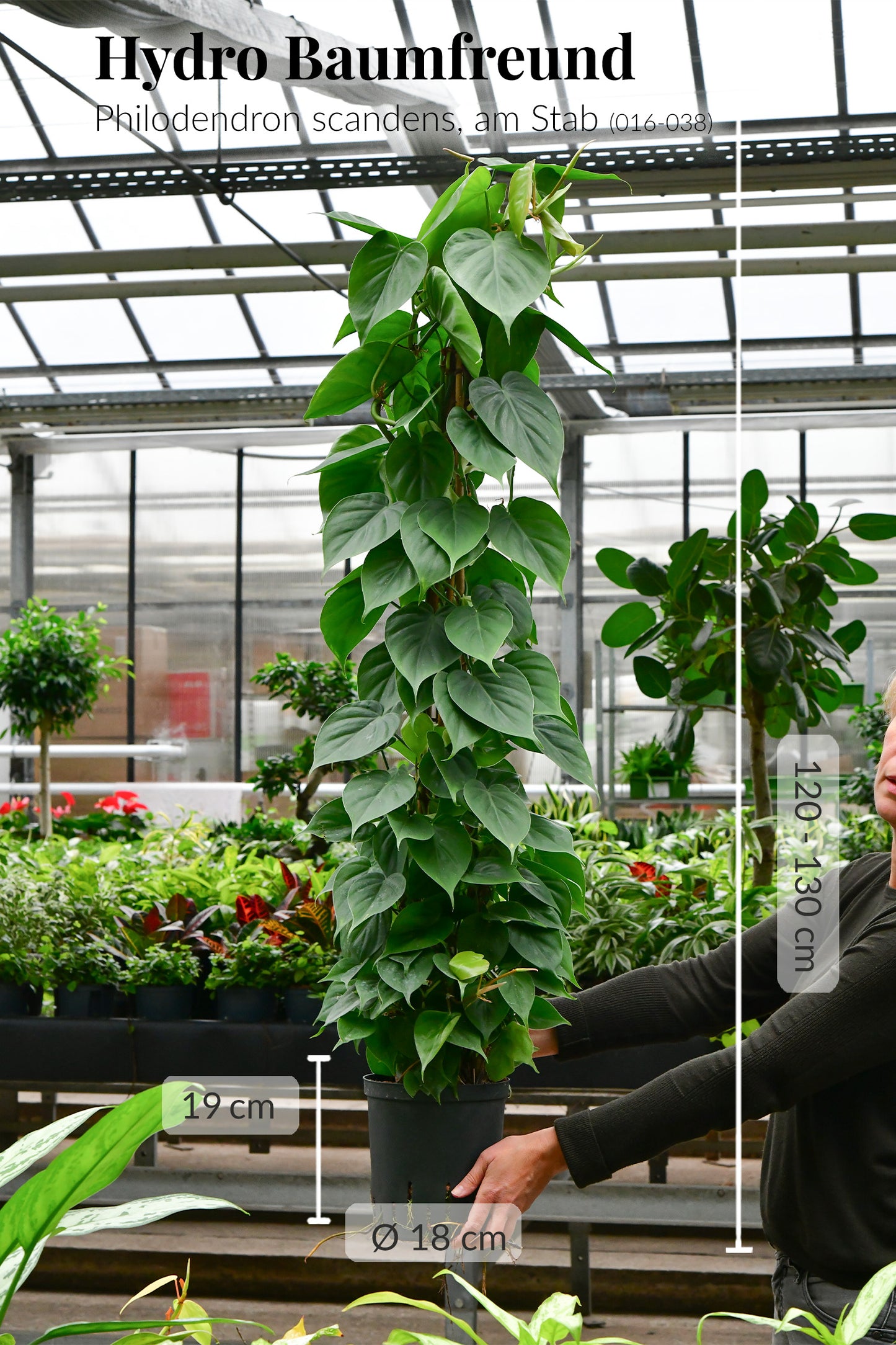 Hydro XXL Kletterphilodendron am Stab, 120-130cm