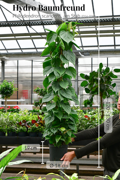 Hydro XXL Kletterphilodendron am Stab, 120-130cm