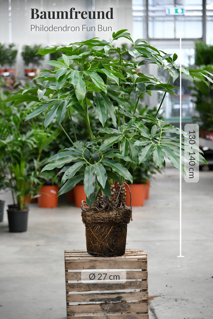 XXL Philodendron Fun Bun 130-140cm
