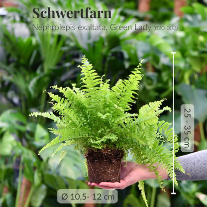 Frischer Schwertfarn direkt beim Gärtner mit Wurzeln