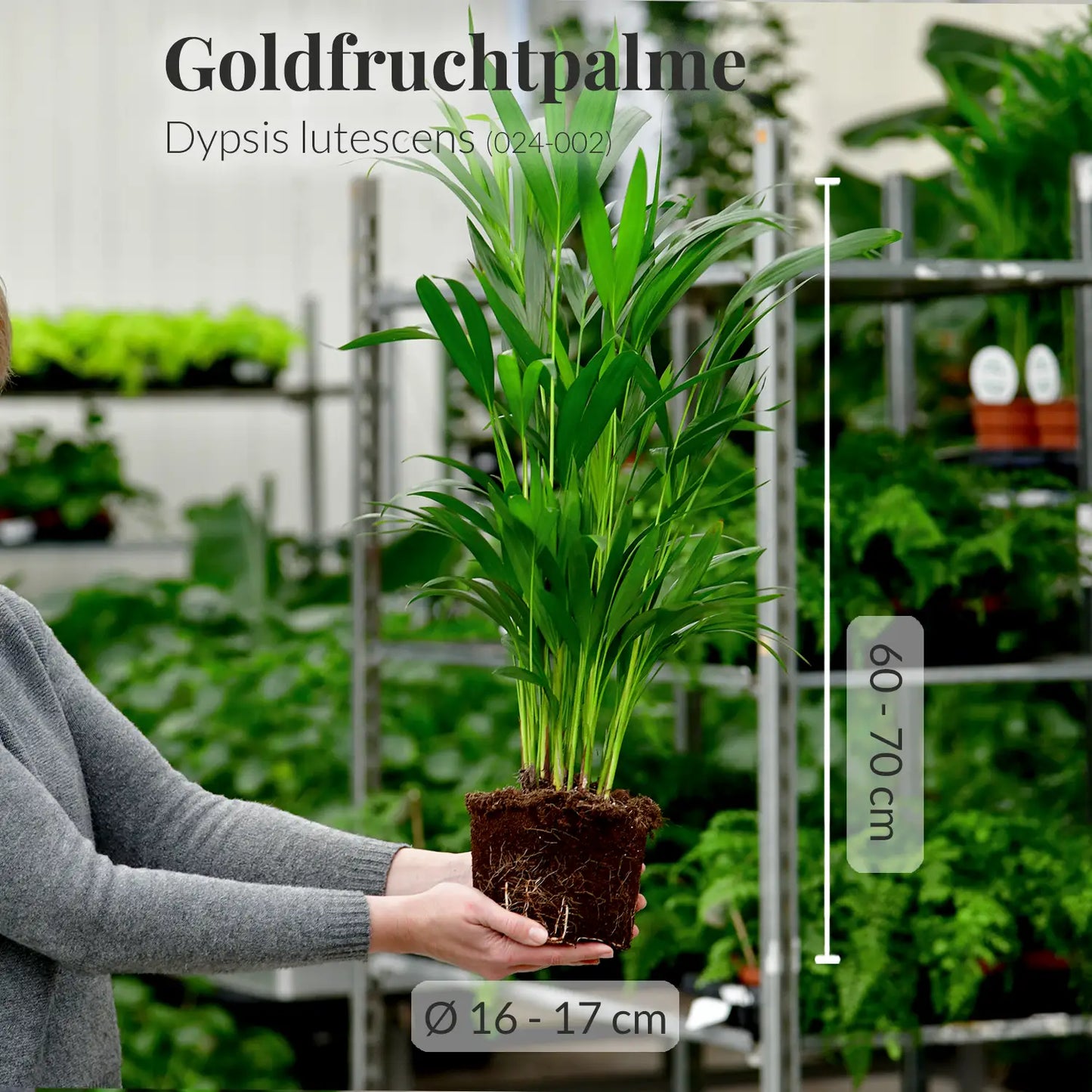 GREEN WEEK 6er Box tierfreundliche Pflanzen