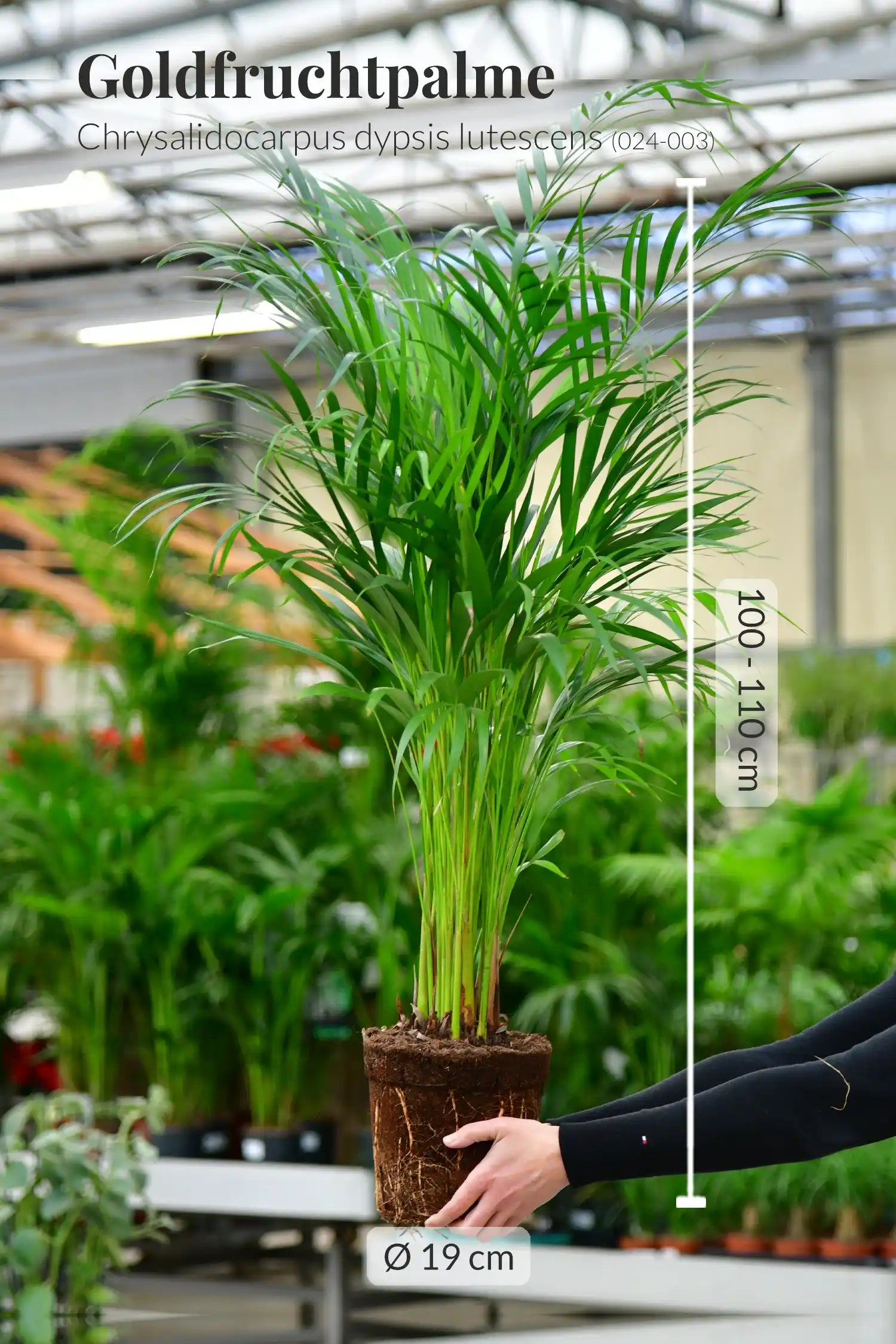 Große tierfreundliche Goldfruchtpalme – Green Me Up