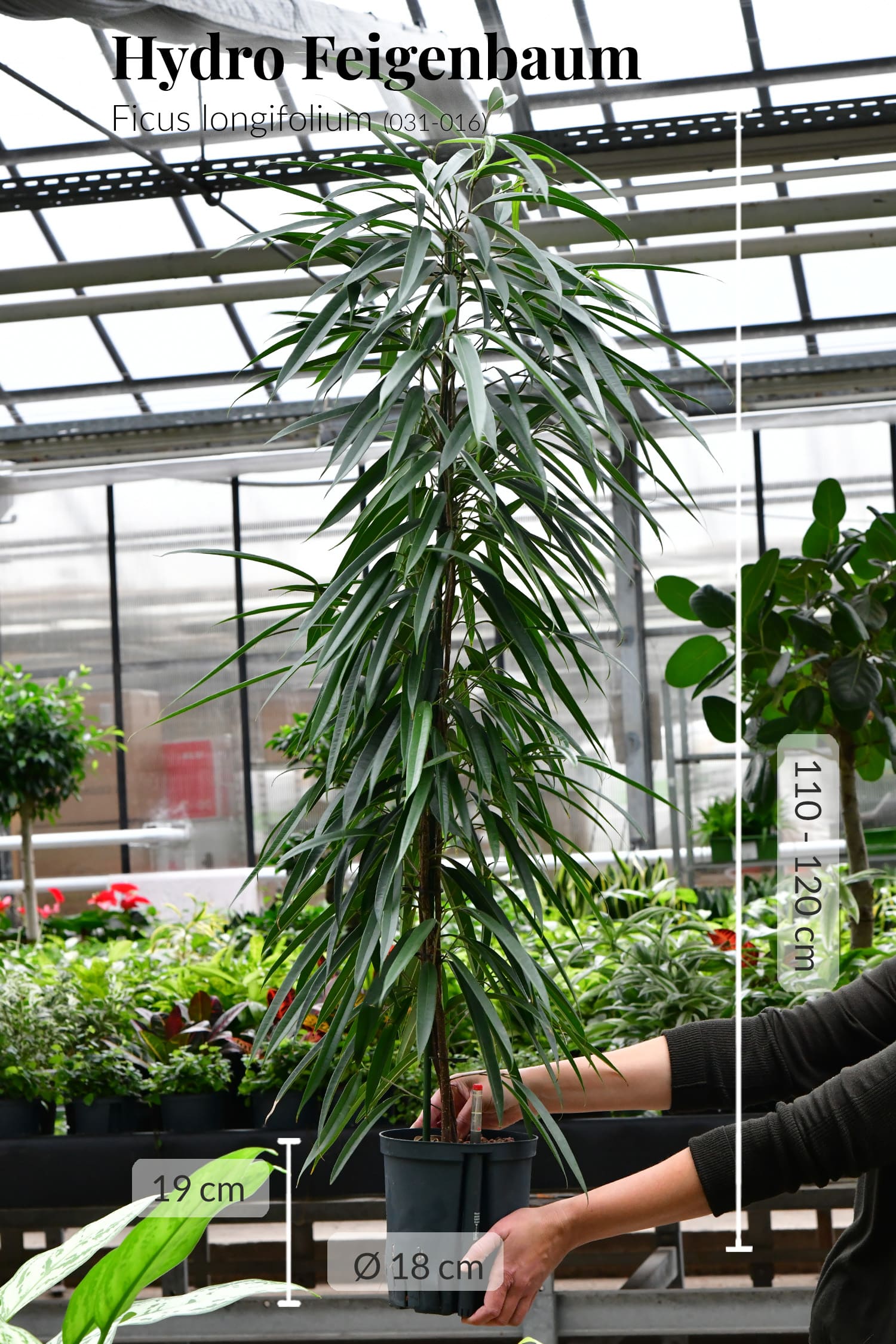 Hydro Kingsize langblättriger Ficus 110-120cm Gärtnerbild im Gewächshaus