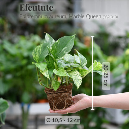 Efeutute Marble Queen