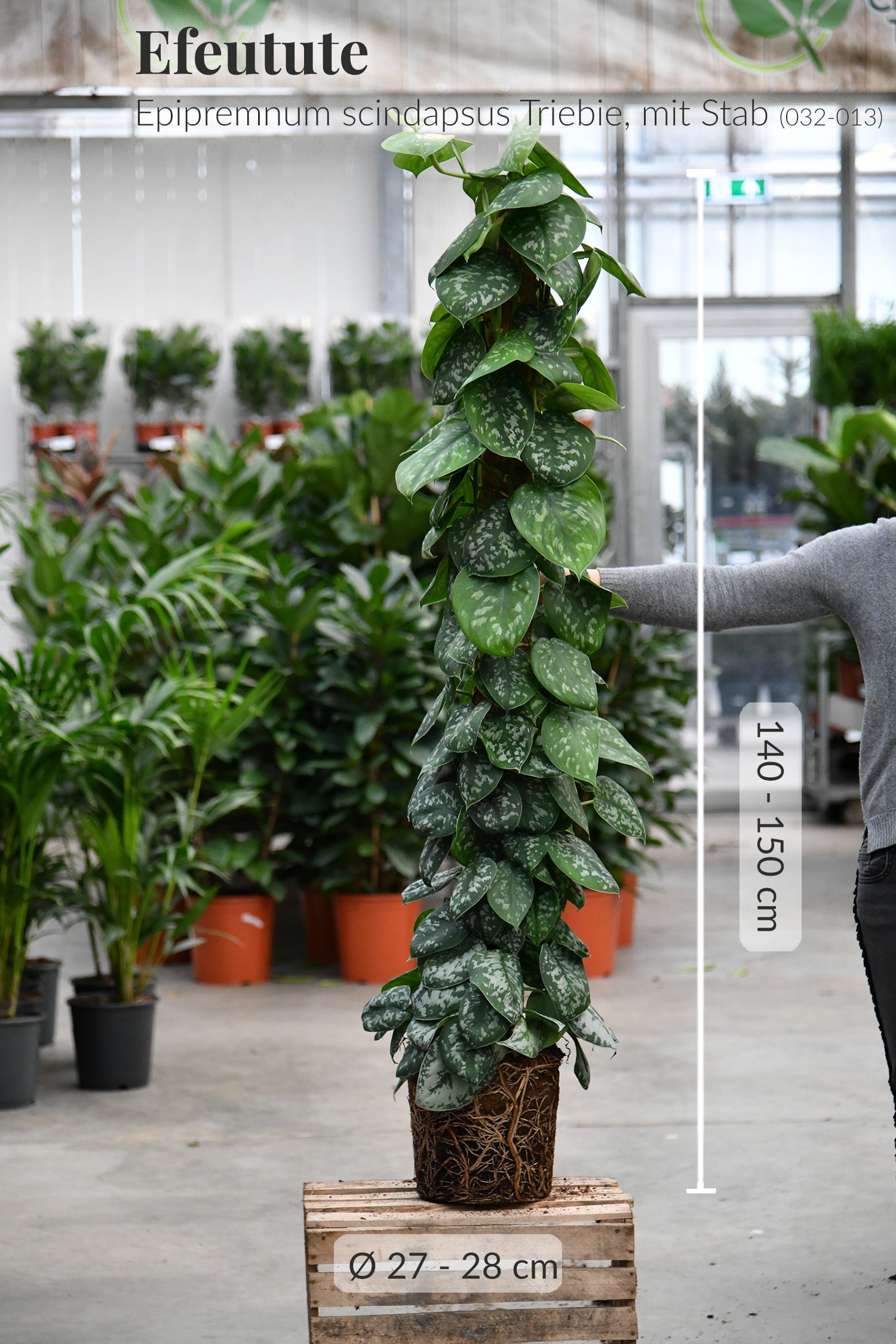 efeutute dunkelgrün XXL Efeutute Scindapsus 150cm – Green Me Up