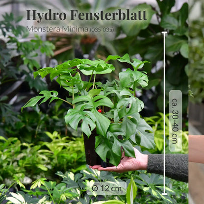 Hydro Monstera Minima