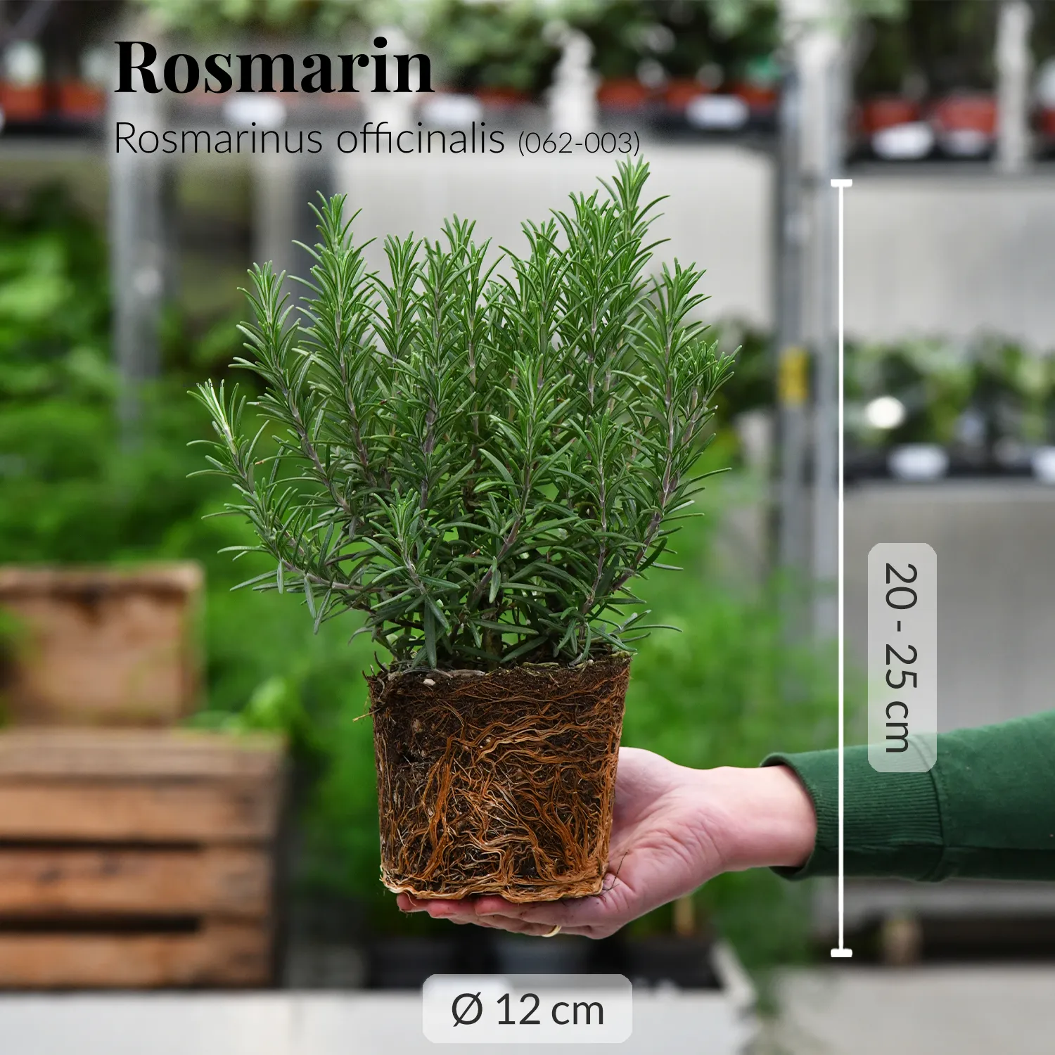 4er Pflanzen Box italienische Kräuter – Green Me Up