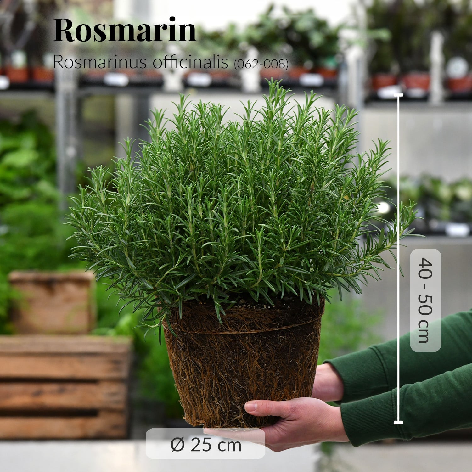 Frische große Rosmarinpflanze mit Wurzeln auf Händen direkt beim Gärtner