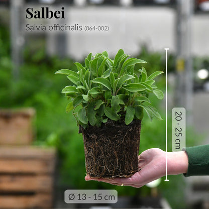 Frische Salbei Pflanze mit Wurzeln auf Hand direkt beim Gärtner