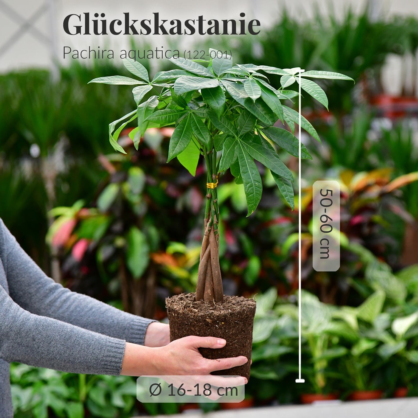 Mix & Match 2er Box Ungiftige Pflanzen - Raumdeko