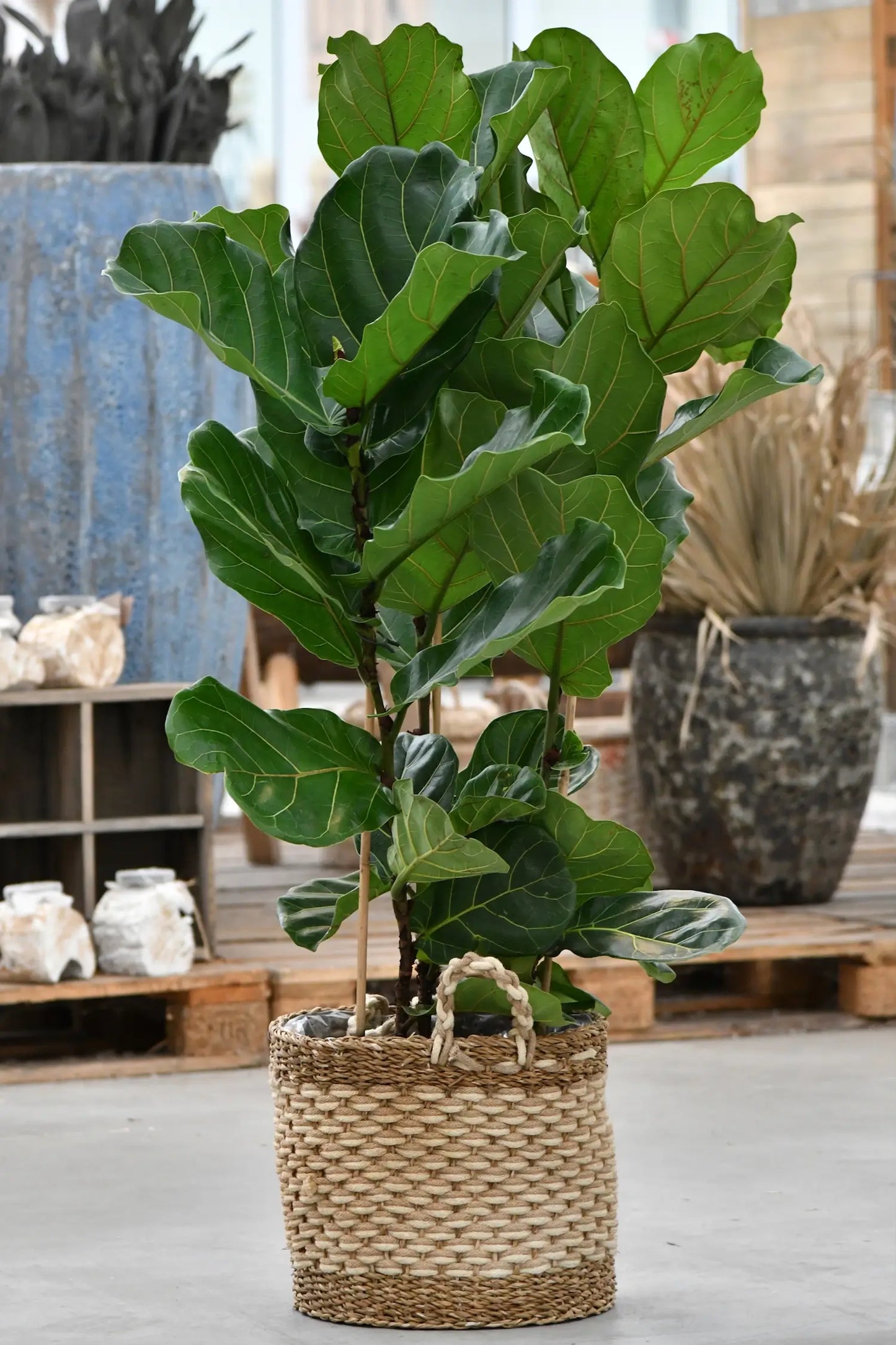 Echte XXL Geigenfeige mit 2 Stämmen 120-130cm – Green Me Up