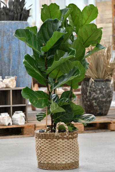 toom geigenfeige Echte XXL Geigenfeige mit 2 Stämmen 120-130cm – Green Me Up