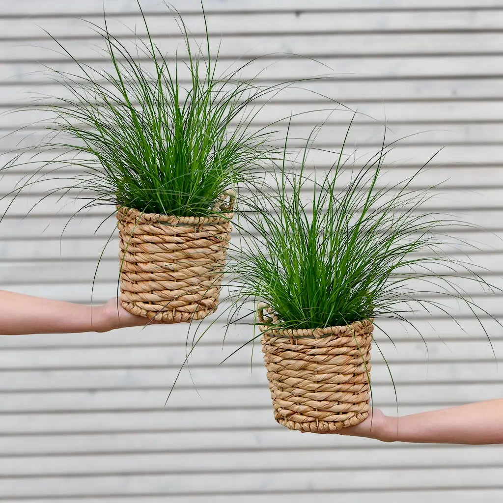 Gräser Duett frisch vom Gärtner mit Carex morrowii