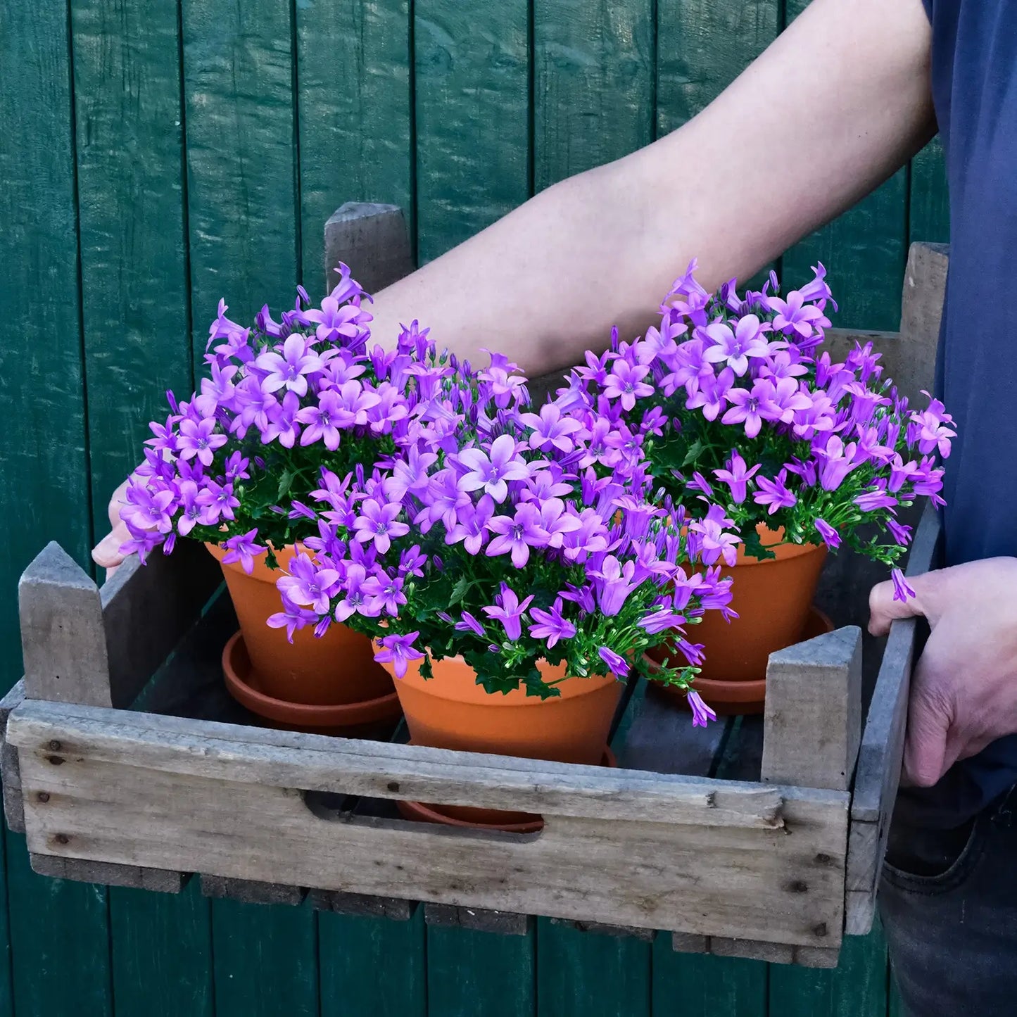 3er Set Lila Glockenblumen frisch vom Gärtner in Holzkiste