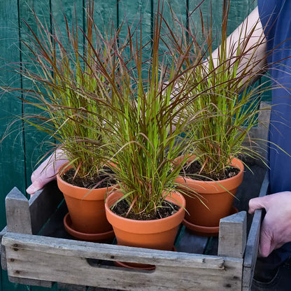 Rotes Pennisetum Gras frisch vom Gärtner online kaufen