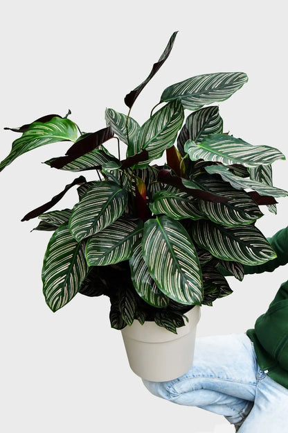 Große und Buschige Calathea Ornata Sandrina, 100cm