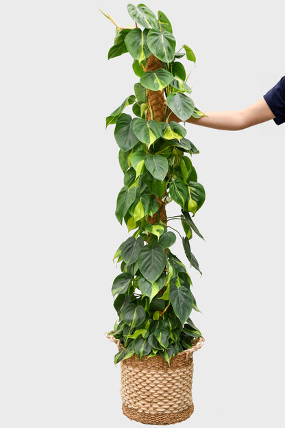 XXL Philodendron Brasil 130cm