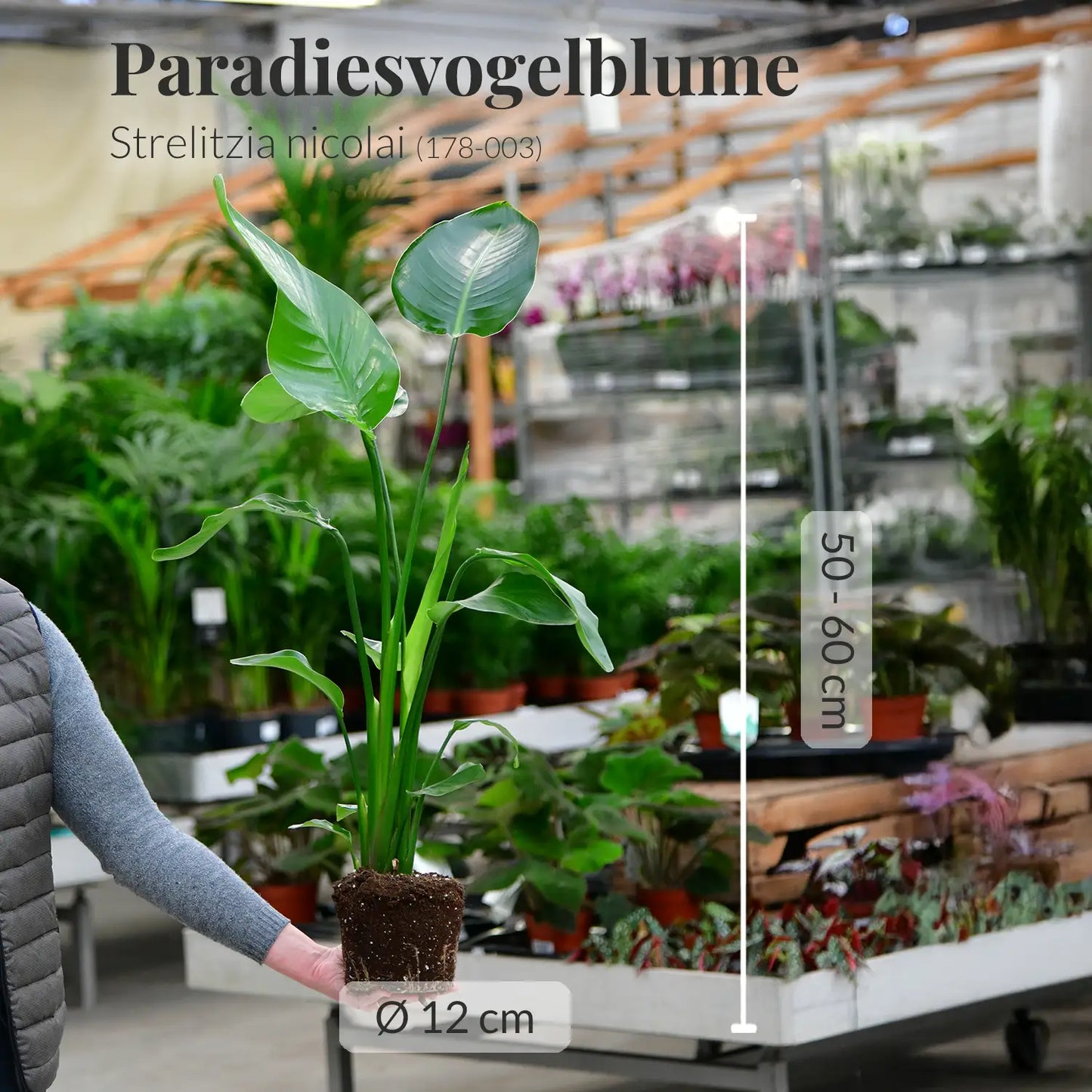 GREEN WEEK 4er Box trendige Einsteigerpflanzen