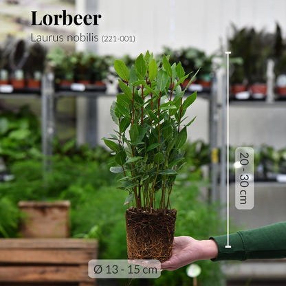 Frische Lorbeer Pflanze mit Wurzeln auf Hand direkt beim Gärtner