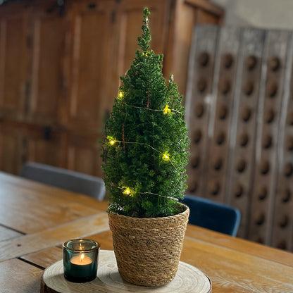 Scheinzypressen als Mini Weihnachtsbäume für den Tisch mit Lichterkette