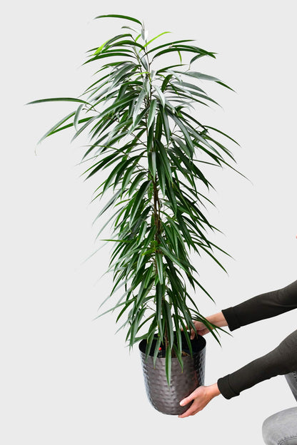 Feigenbaum Ficus longifolium 110-120cm Produktbild in Hand mit Metalltopf