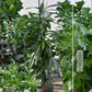 HYDRO SET XL BÜROPFLANZE Ficus Amstel King mit Pflanzgefäß in Betonoptik, 120-130cm