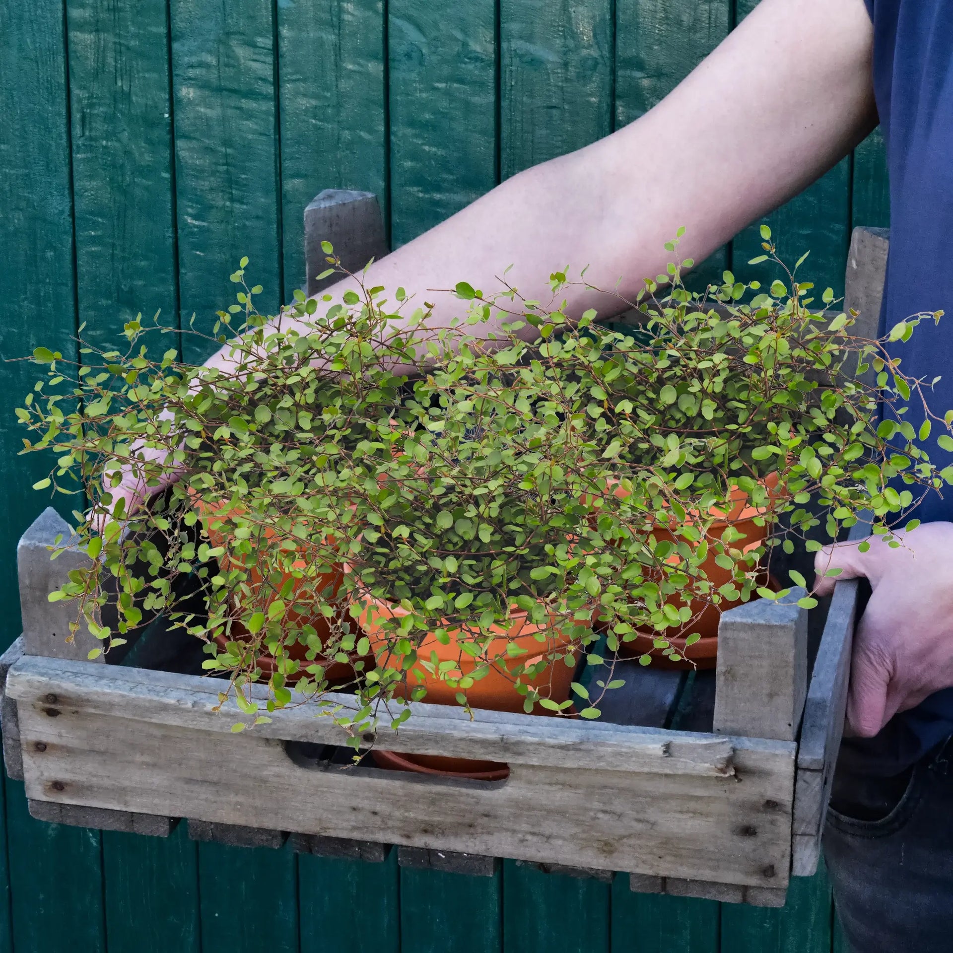 mühlenbeckia zimmerpflanze pflege 3er Box Drahtstrauch Mühlenbeckia – Green Me Up