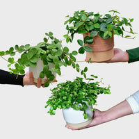 3er Box Hängende Peperomia