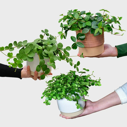 3er Box Hängende Peperomia