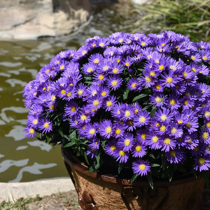 Große Astern Pflanze in Kübel gepflanzt