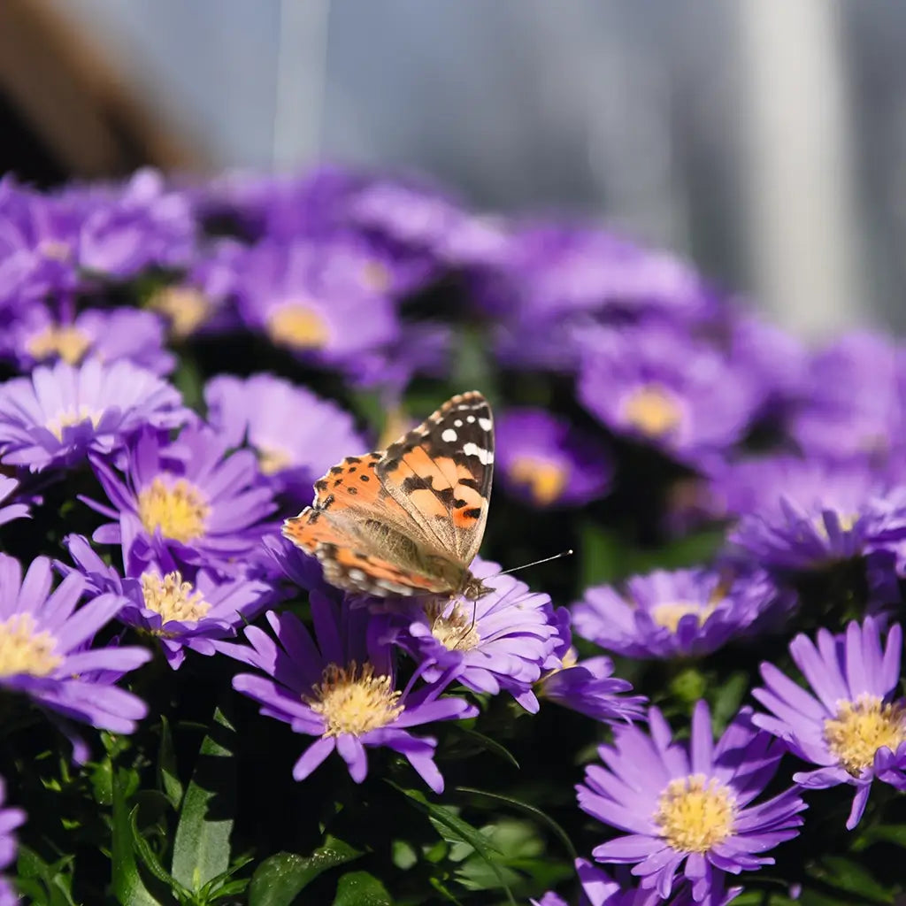 Schmetterling sitzt auf der Blüte der Astern in Blau